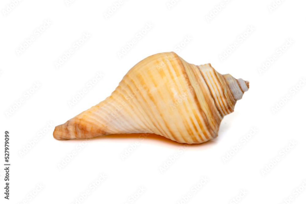 Image of hemifusus sea shells a genus of marine gastropod mollusks in the family Melongenidae isolated on white background. Undersea Animals. Sea Shells. Image of hemifusus sea shells a genus of marine gastropod mollusks in the family Melongenidae isolated on white background. Undersea Animals. Sea Shells.