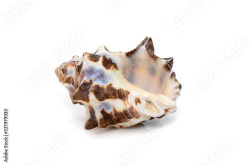 Image of reishia bitubercularis sea shells, common names bituberculate rock shell, bituberculate rock snail, chestnut rock shell isolated on white background. Sea snail. Undersea Animals. Sea Shells.