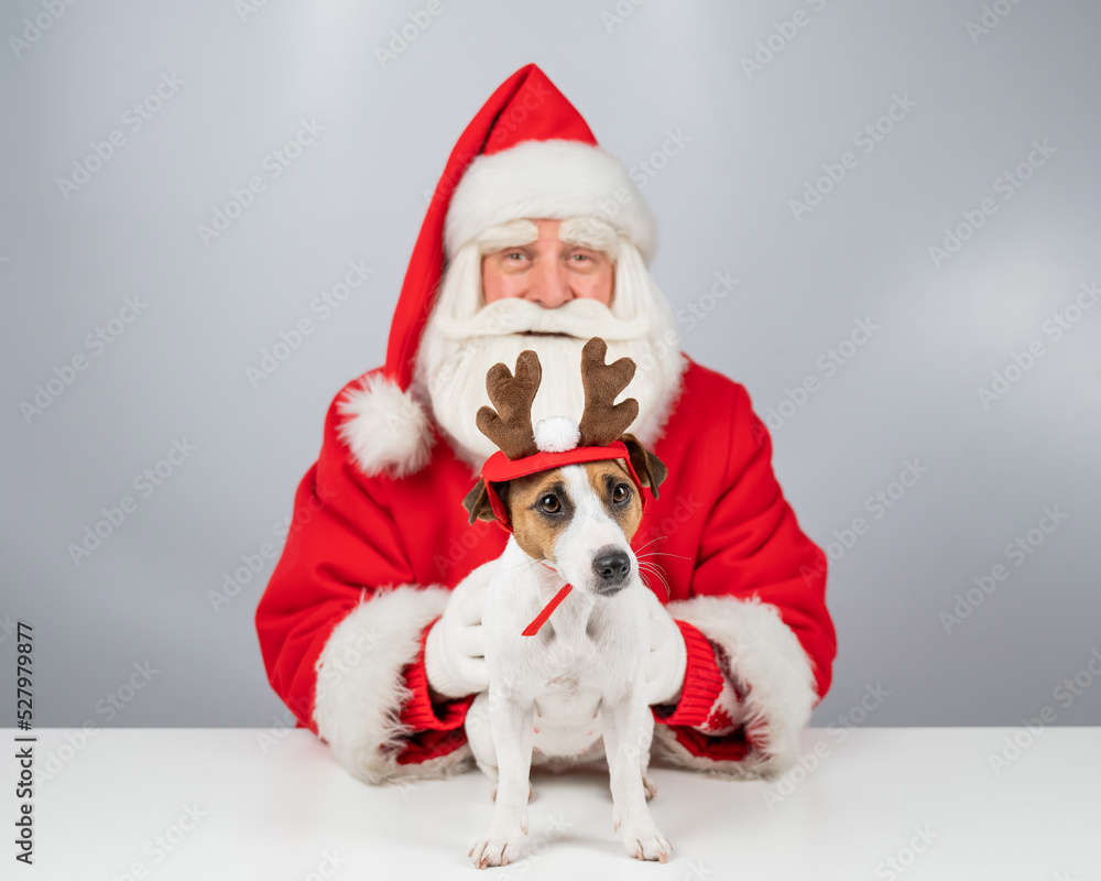Portrait of santa claus and dog jack russell terrier in rudolf reindeer ears on a white background. Portrait of santa claus and dog jack russell terrier in rudolf reindeer ears on a white background.