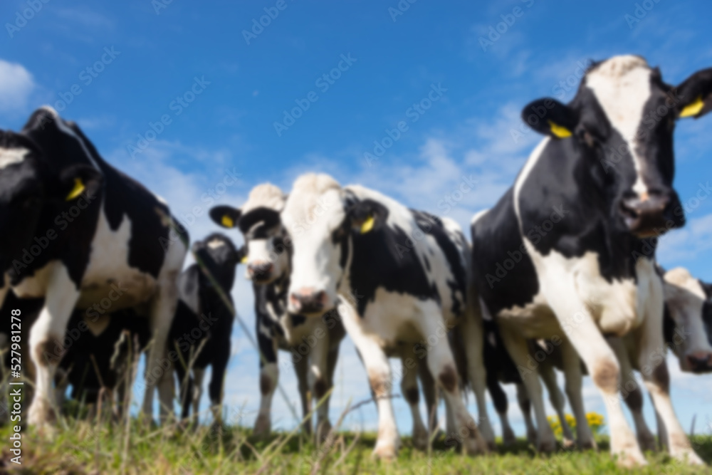 Domestic cattles on field against cloudy sky