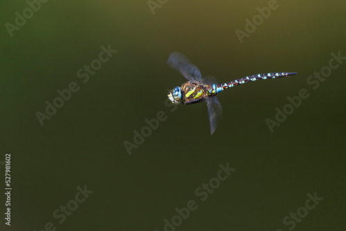 Herbst-Mosaikjungfer (Aeshna mixta) photo