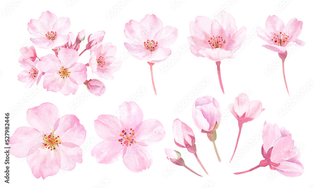 春の花：桜の花の水彩イラスト。構成要素のセット。
（透過背景）