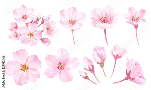 春の花：桜の花の水彩イラスト。構成要素のセット。 （透過背景） © Keiko Takamatsu