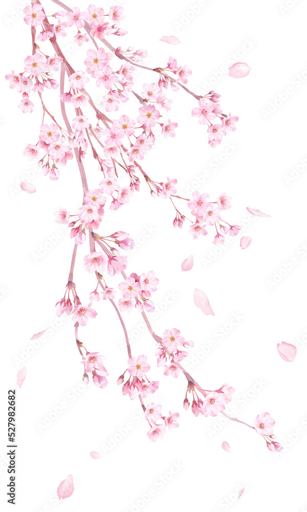 Fototapeta 春の花 枝垂れ桜の花と散る花びらの水彩イラスト 透過背景 Naklejamy Com