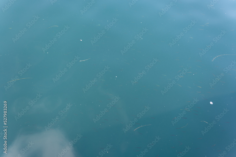 Fototapeta premium Faint Fish Swimming Beneath Calm Blue Green Water with Soft Cloud Reflections and Minimal Texture