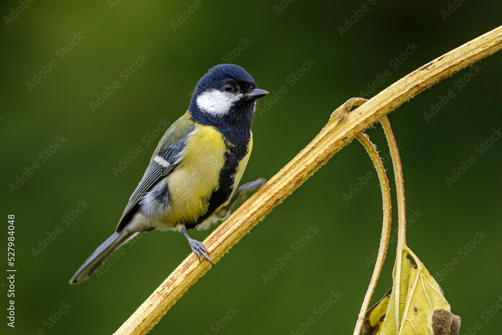 Fototapeta premium Kohlmeise (parus major)