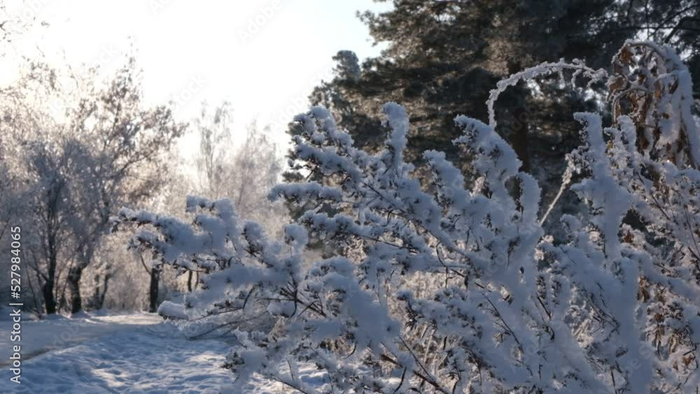 A calm, frozen winter scene. Amazing nature background. Frozen grass at sunrise close up A calm, frozen winter scene. Amazing nature background. Frozen grass at sunrise close up