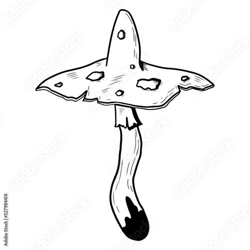 Mushroom with a cap with poisonous dots. Vector illustration isolated on a white background. Hand-drawn style.