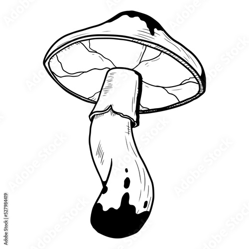 Mushroom. Vector illustration isolated on a white background. Hand-drawn style.