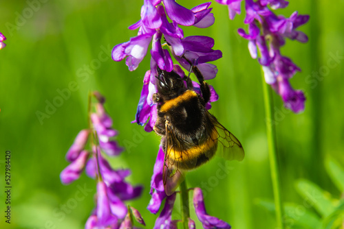 Closeup of a brown hairy worker common carder bumblebee, Bombus pascuorum, sipping nectar from the purple flowers of Birds vetch photo