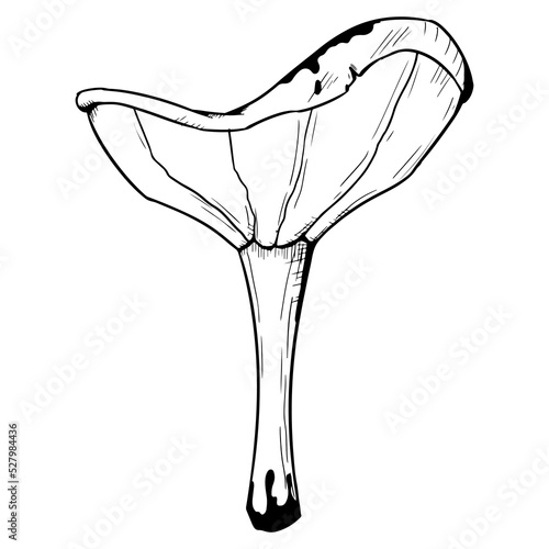 Mushroom. Vector illustration isolated on a white background. Hand-drawn style.
