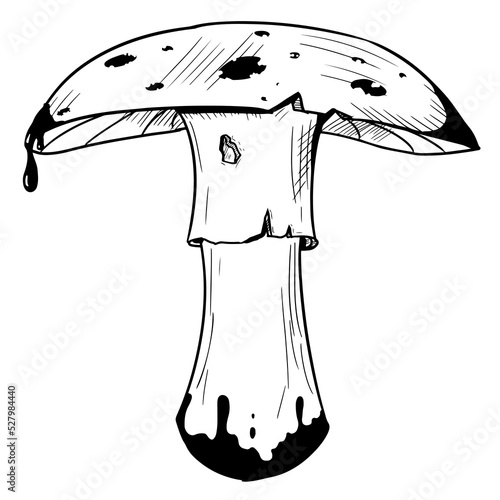 Mushroom with a cap with poisonous dots. Vector illustration isolated on a white background. Hand-drawn style.