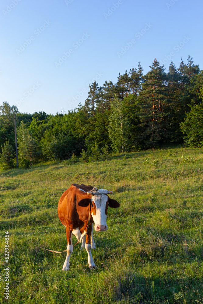 Cows on a summer pasture. summer evening, green grass in the countryside