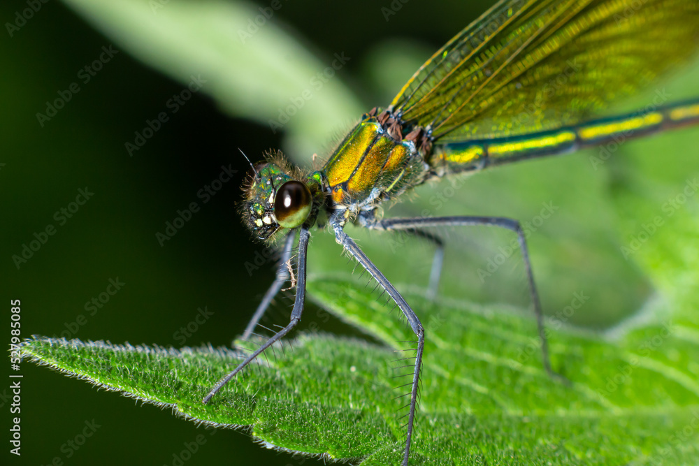 Banded demoiselle, Calopteryx splendens, sitting on a blade of grass. Beautiful blue demoiselle in its habitat. Insect portrait with soft green background. Wildlife scene from nature Banded demoiselle, Calopteryx splendens, sitting on a blade of grass. Beautiful blue demoiselle in its habitat. Insect portrait with soft green background. Wildlife scene from nature