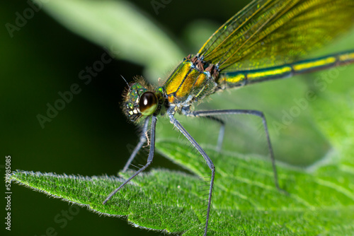Banded demoiselle, Calopteryx splendens, sitting on a blade of grass. Beautiful blue demoiselle in its habitat. Insect portrait with soft green background. Wildlife scene from nature