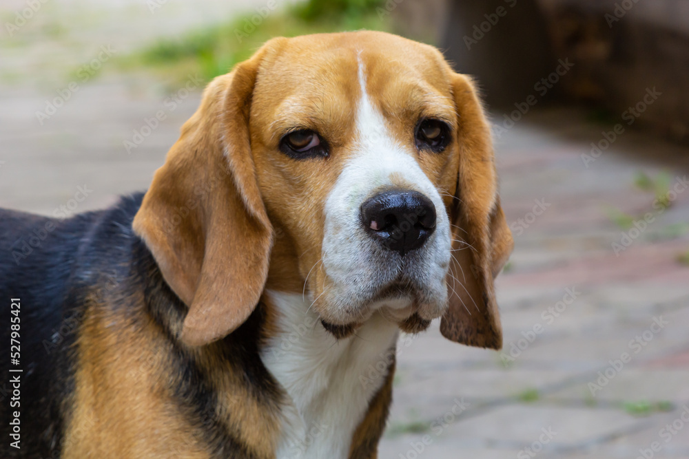 Beautiful domestic dog beagle, indoor pet for a walk, beautiful show dog