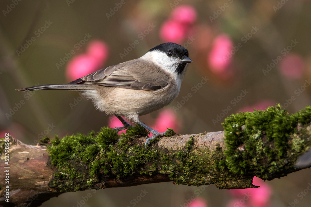 Naklejka premium Sumpfmeise (Poecile palustris)