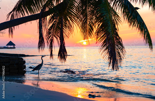 gray heron on the shores of the Indian ocean at dawn in the Maldives, sun rising from the Indian ocean and reflected in the water, travel concept, palm trees hanging over the water