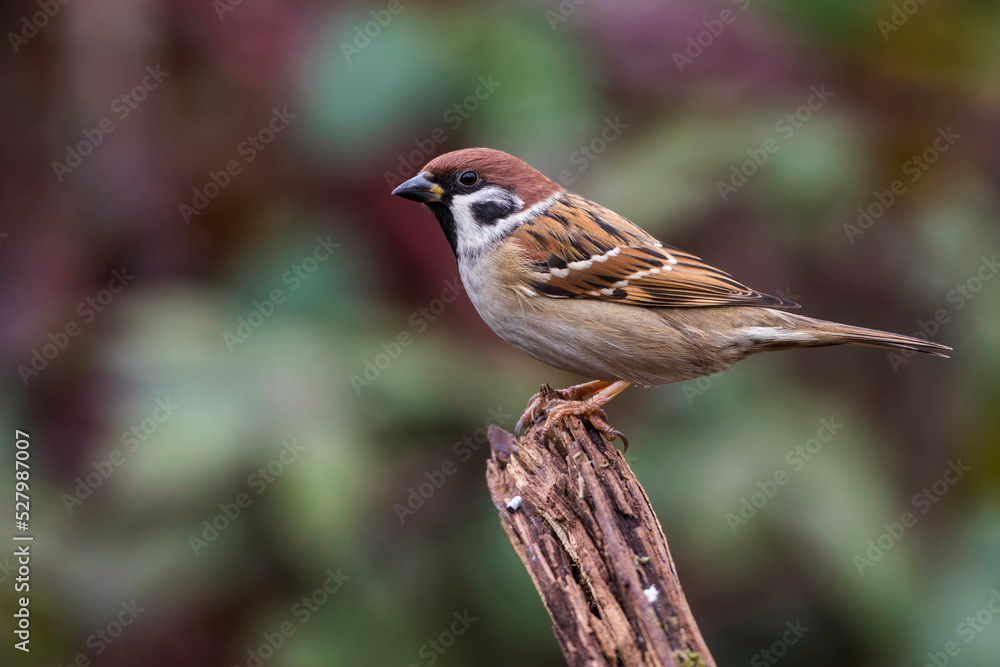 Feldsperling (Passer montanus) Feldsperling (Passer montanus)