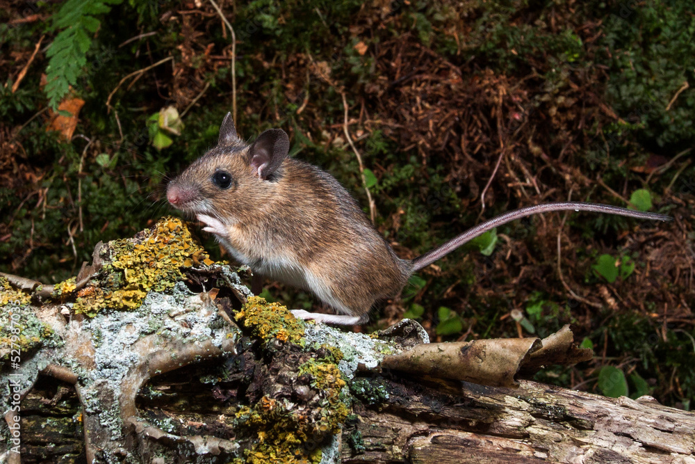 Waldmaus (Apodemus sylvaticus) Waldmaus (Apodemus sylvaticus)