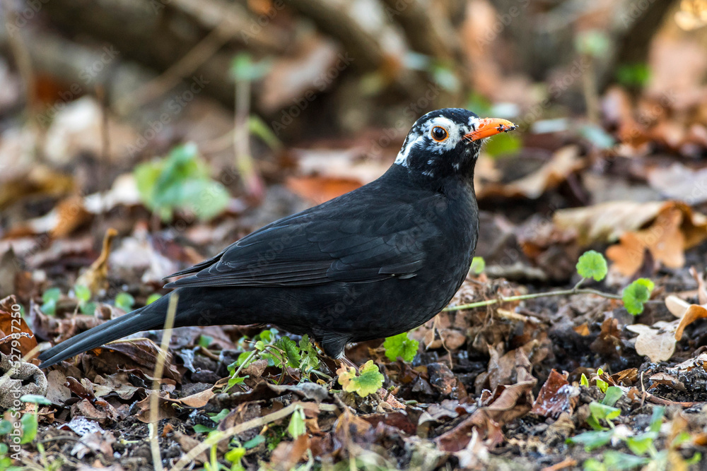 Obraz premium Amsel (Turdus merula) Männchen