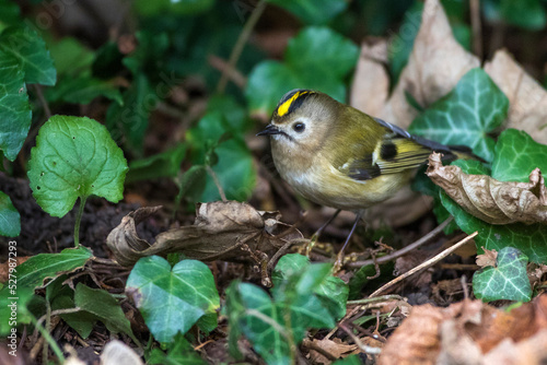 Wintergoldhähnchen (Regulus regulus) photo