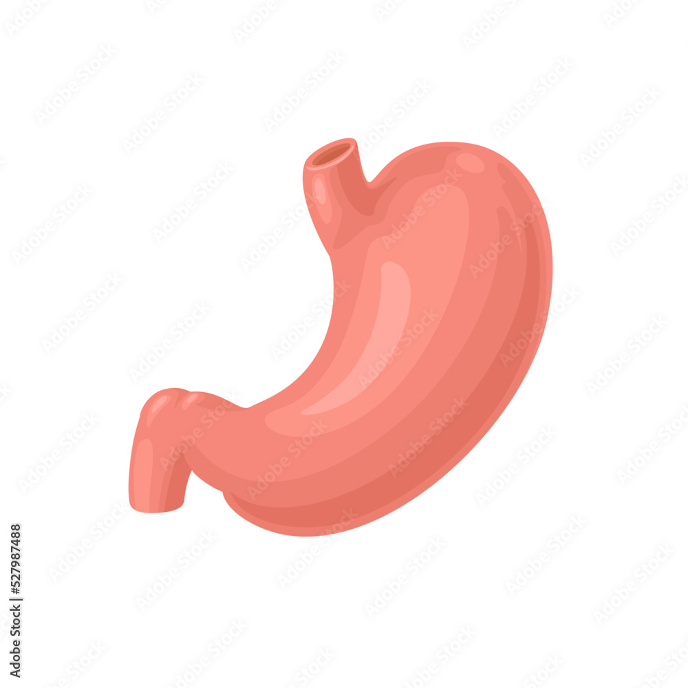 Human stomach isolated on white background. Cartoon flat illustration of internal organ. Anatomy icon. Digestive system. Human stomach isolated on white background. Cartoon flat illustration of internal organ. Anatomy icon. Digestive system.