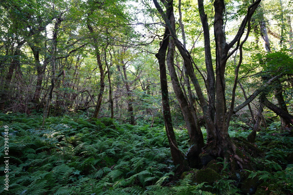 fern and old trees in wild forest fern and old trees in wild forest