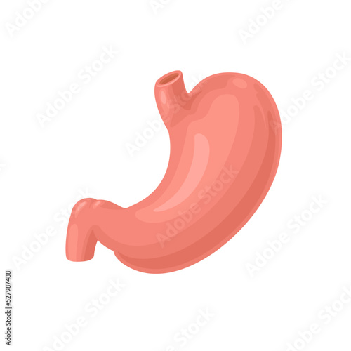 Human stomach isolated on white background. Cartoon flat illustration of internal organ. Anatomy icon. Digestive system.