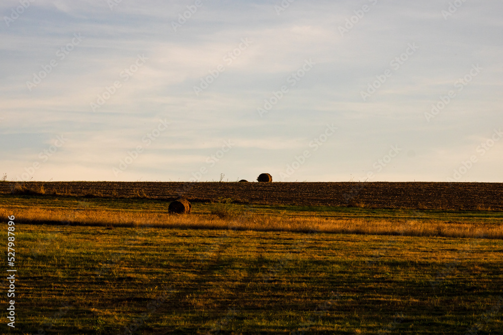 Obraz premium Golden hay bales. Agricultural parcels of different crops and hay roll