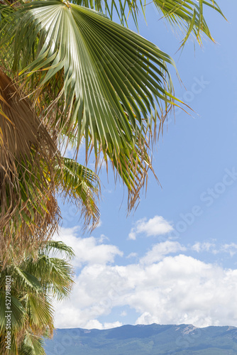 palm trees against a blue sky with clouds