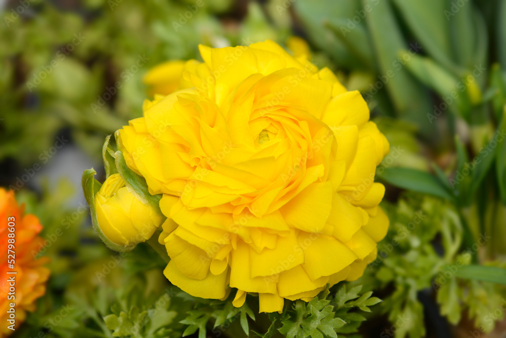 Fototapeta premium Persian buttercup