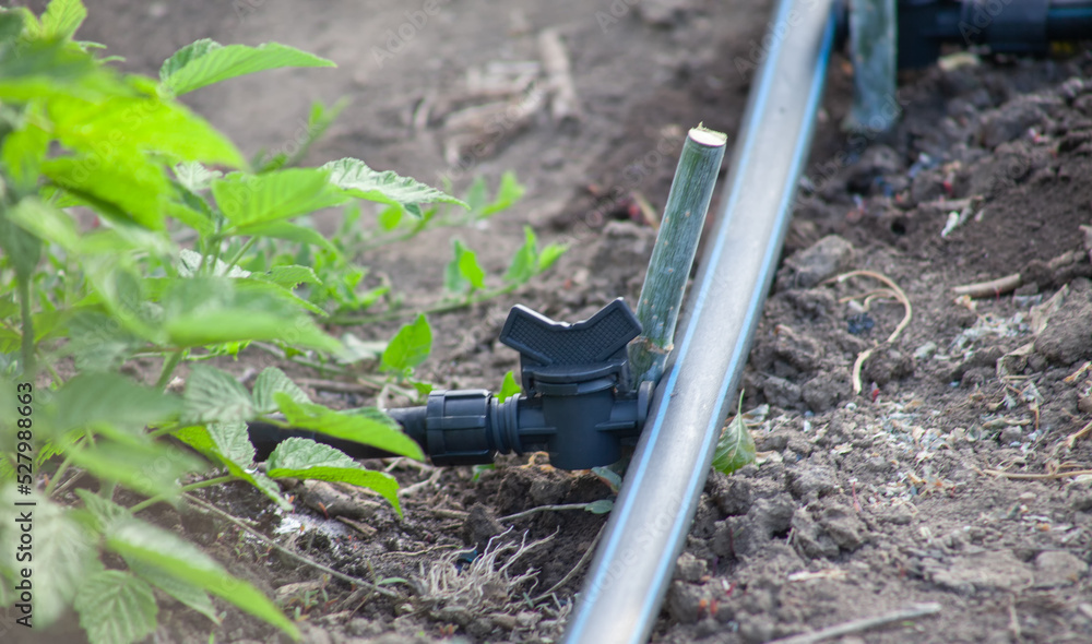 custom made wallpaper toronto digitalA pipe with a faucet for irrigation in the garden.