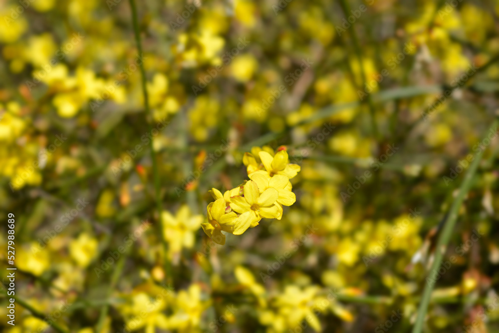 Obraz premium Winter jasmine