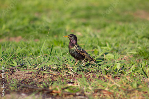 A starling is looking for food in the grass
