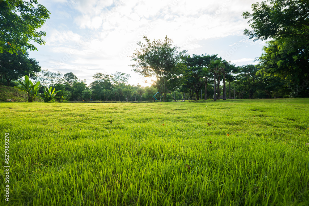 Fresh green grass in the forest with morning sunlight.