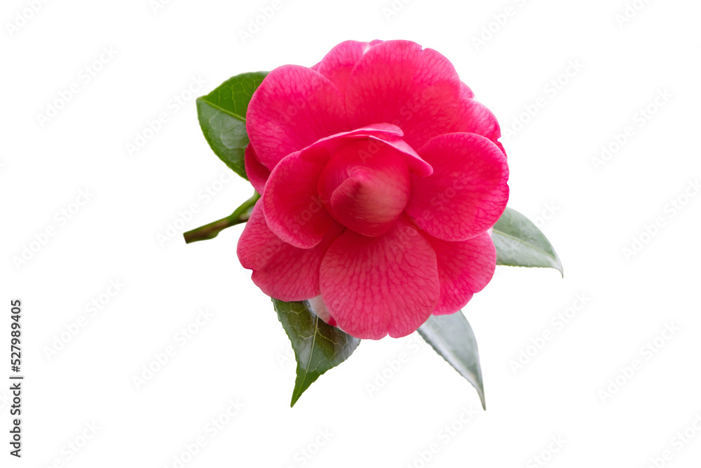 Bright pink camellia branch with flower and glossy leaves isolated transparent png Bright pink camellia branch with flower and glossy leaves isolated transparent png