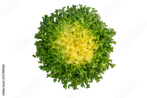 Endyve or frisee or cichorium endivia salad head top view isolated transparent png photo