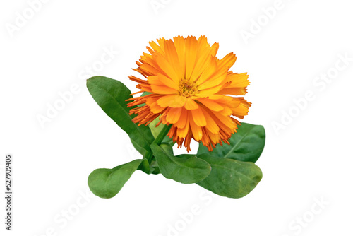 Calendula officinalis or pot marigold or ruddles bright yellow flower and leaves isolated transparent png photo