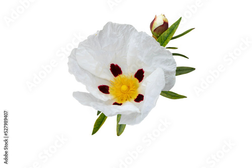 Labdanum or gum rockrose flower isolated transparent png. Cistus ladanifer. photo