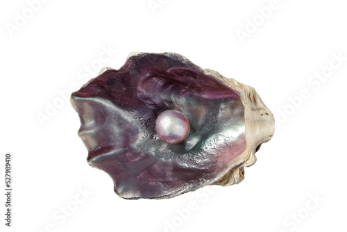 Shiny pearl in the purple iridescent oyster shell isolated transparent png photo