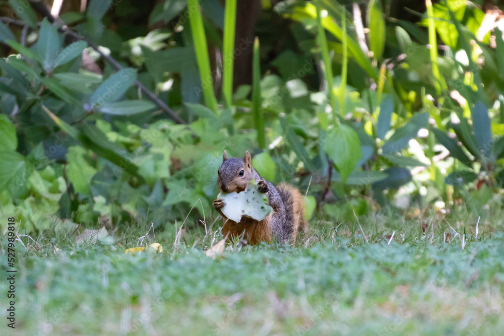 A ground Squirrel making its rounds in the garden