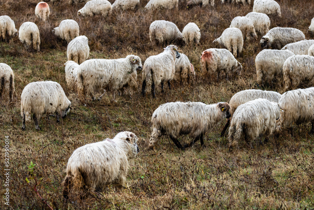 Fototapeta premium Flock of sheep and lambs in the field