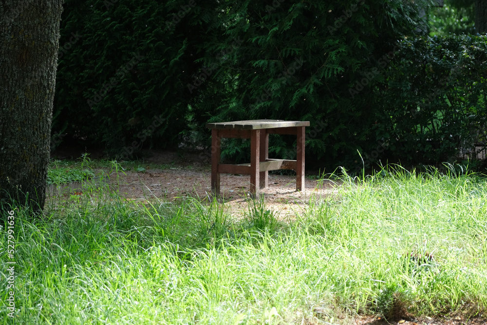 Wooden bench in grass on forest edge Wooden bench in grass on forest edge