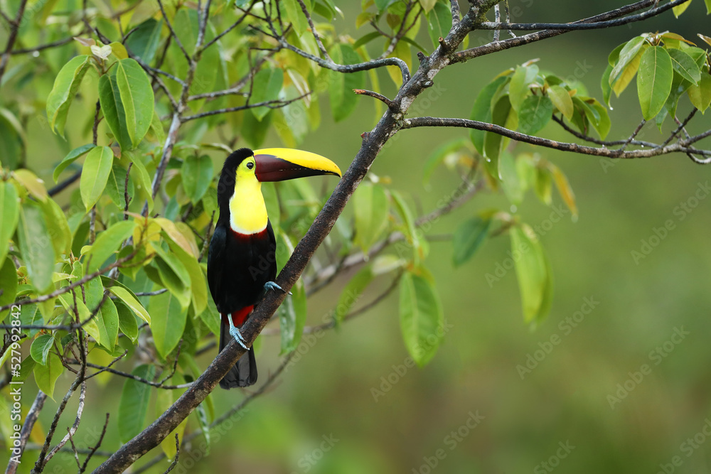 Yellow-throated Toucan in the Costa Rica nature. Chesnut-mandibled Toucan sitting on the branch in tropical rainforest. Bird in nature habitat Yellow-throated Toucan in the Costa Rica nature. Chesnut-mandibled Toucan sitting on the branch in tropical rainforest. Bird in nature habitat