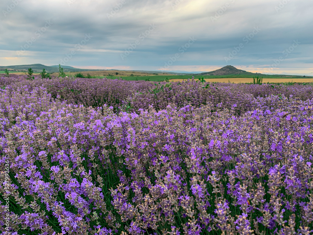 Blooming lavender at sunset. Purple lavender flowers in early summer. Blooming lavender at sunset. Purple lavender flowers in early summer.