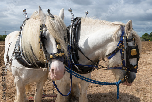 Two Shire horses in a field ready to go ploughing photo