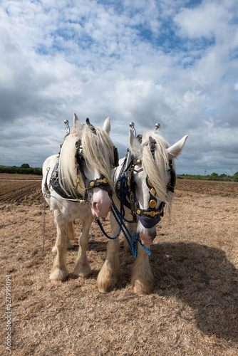 Shire horses ready to plough a field © tom