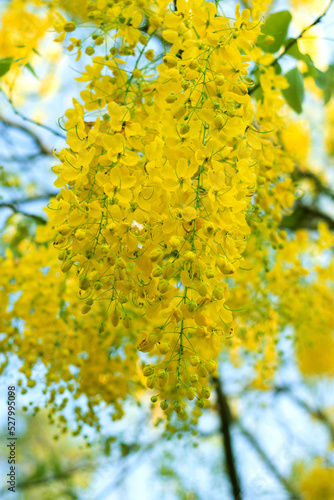 Golden shower tree yellow flower wreath Flowering during the dry season in Thailand  Laos  Southeast Asia.