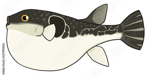 トラフグ　イラスト